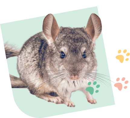 Chinchilla_Visual_Pink