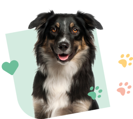 Dog_Visual_Green