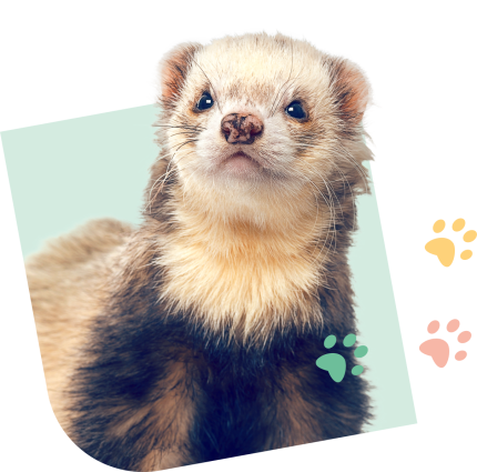 Furet_Visual_Pink