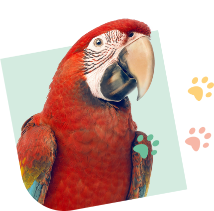 Parrot_Visual_Pink