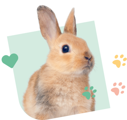 Rabbit_v2_Visual_Green