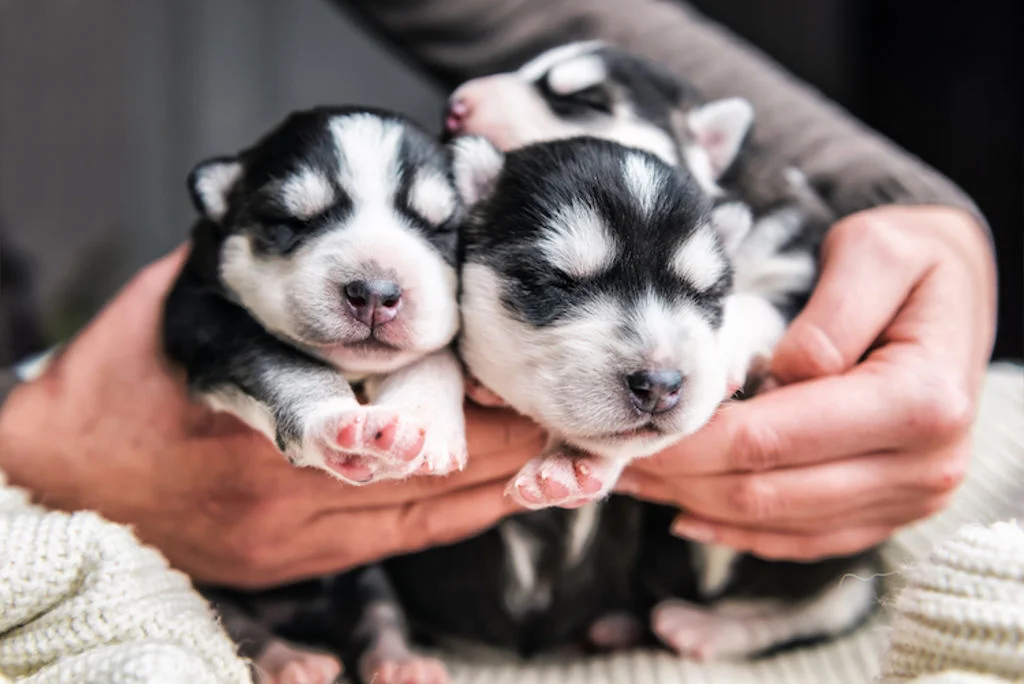 choix chiot elevage
