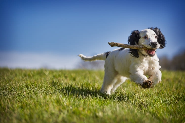 Traitement des fractures de patte chez le chien