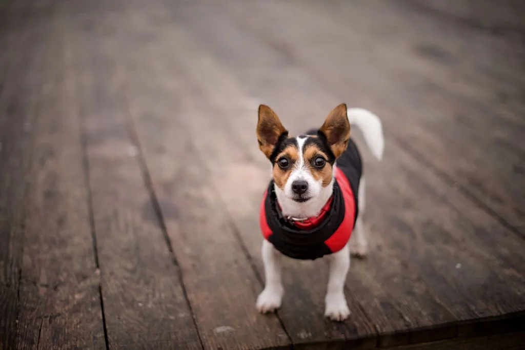 Petit chien