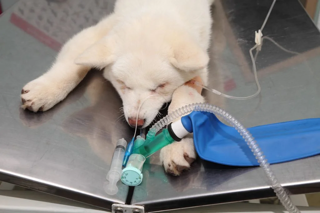 chien blanc oxygene