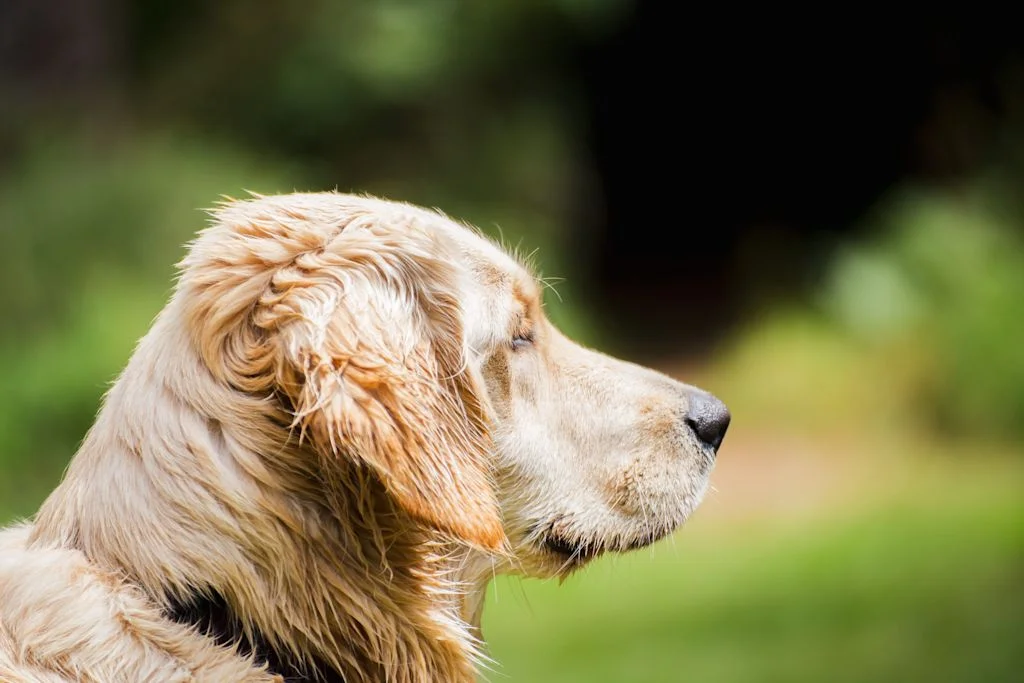 Chien de 40 kilos