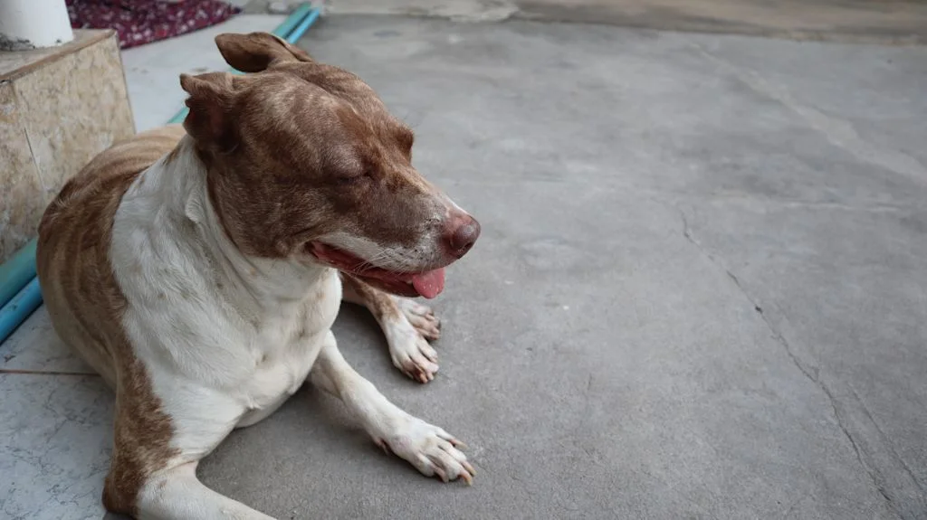 chien croise rue