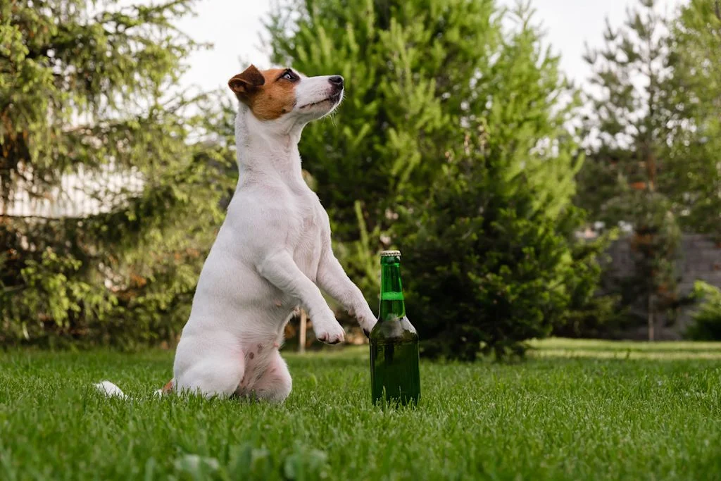 Chien et bi&egrave;re