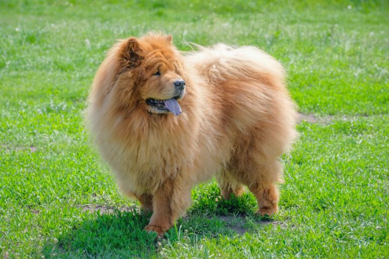 Langue bleue et cyanose chez le chien