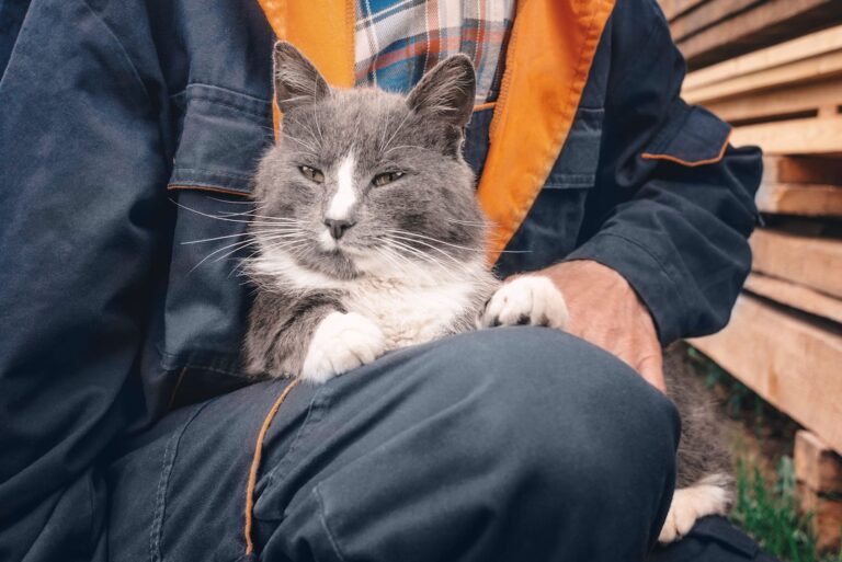 Quel est le prix pour incinérer un chat ?