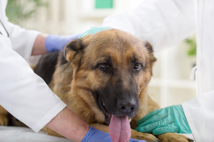 Les dangers de la torsion d&rsquo;estomac chez le chien