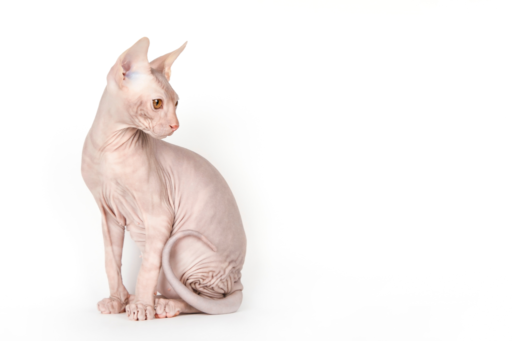 Race de Chat : Sphynx