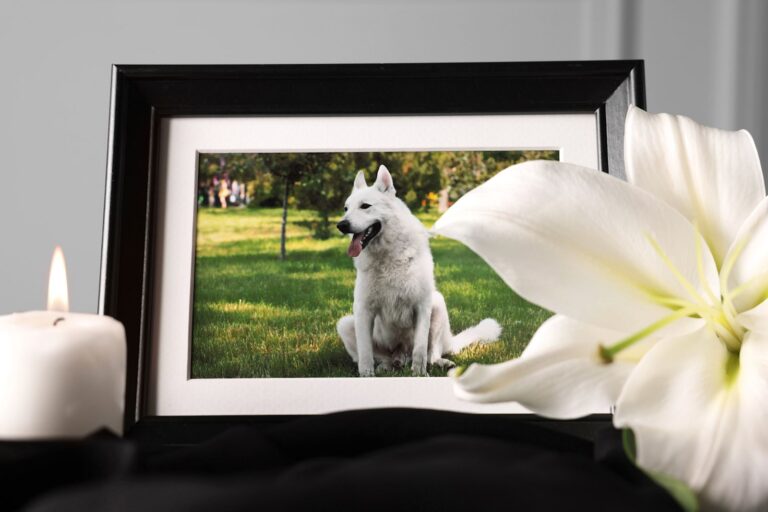 Quel est le prix pour incinérer un chien ?