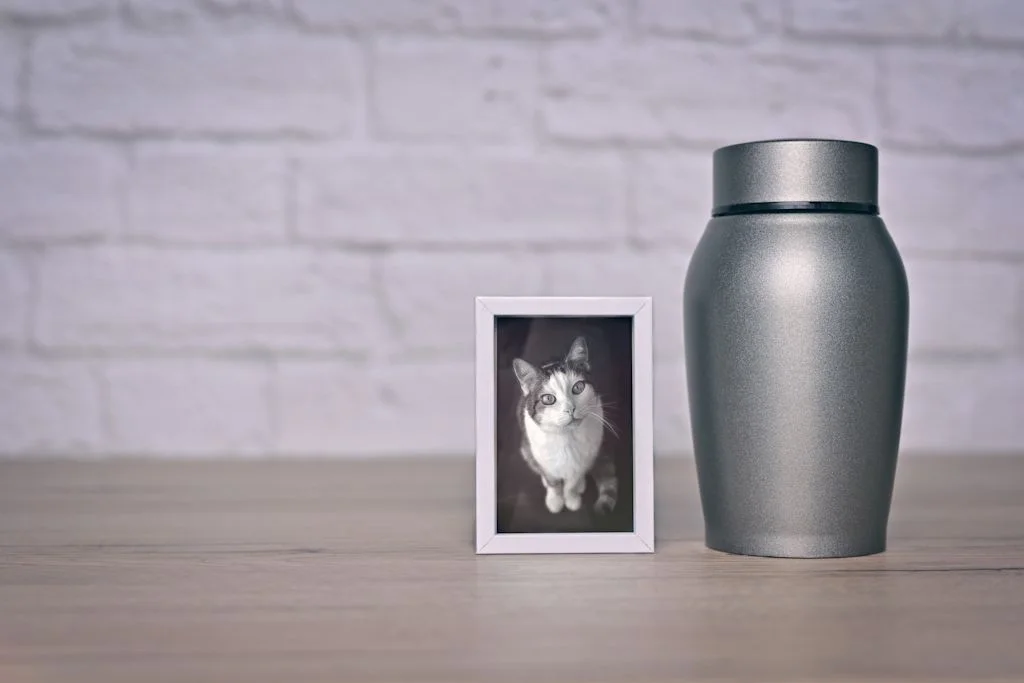 Incinération chat