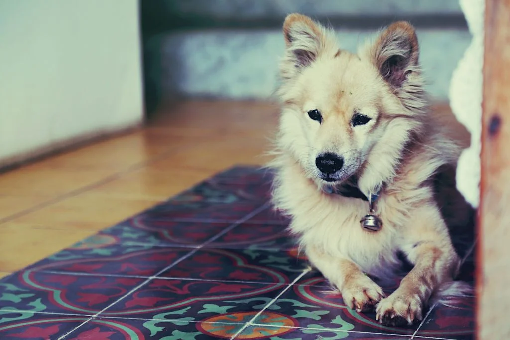 Chien &agrave; la maison