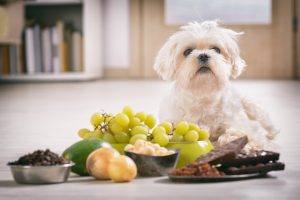 Chien qui mange du raisin