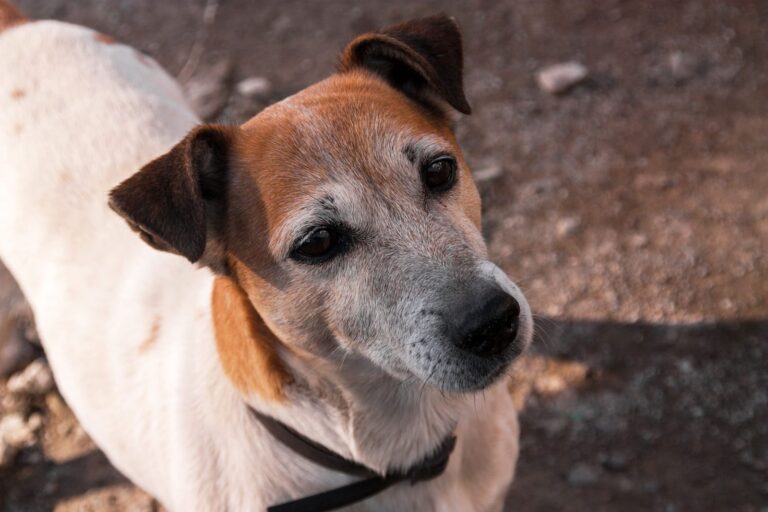 Symptômes de la gale sarcoptique chez le chien