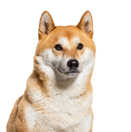 Akita_inu_7e9f0158-a3fa-441d-94eb-b9e76013a58b