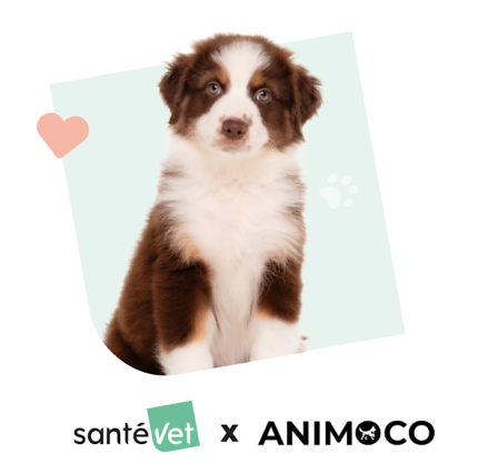 Animoco