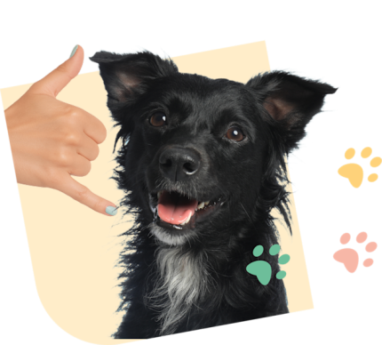 AppelChien_Visual_Yellow