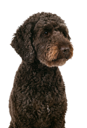 Barbet 3296a3c1 E659 47e0 93a1 5f4905ef036e
