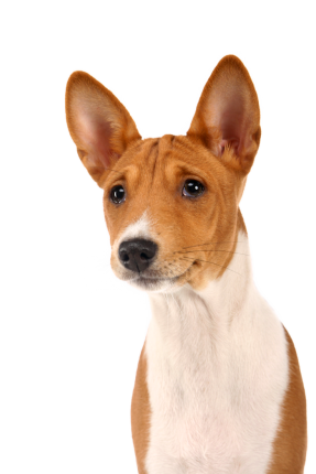 Basenji F6f1b258 F12c 43bc 8215 D501f5ecf1ef