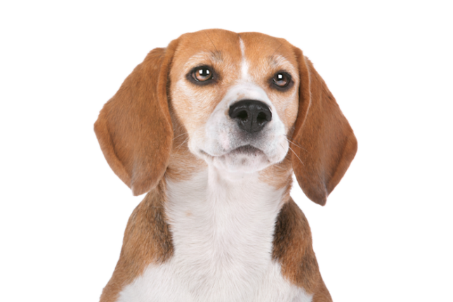 Beagle C849fd78 4341 43d2 B754 D8f46aee0fcb