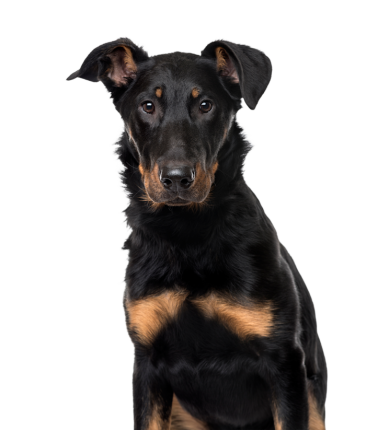 Beauceron A31ac892 308b 417f 8335 86d19acc78fd