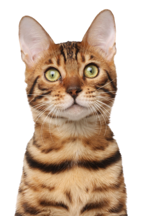 Bengal 331dc24a 1215 424f 9bb3 A78b2817105a