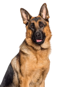 Berger Allemand T L Chargement 5 