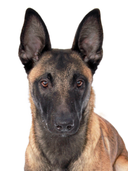 Berger_belge_malinois