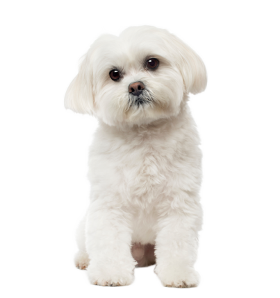 Bichon Maltais Bba8a7ae 13c9 46b6 830e 86ae1a51c67c
