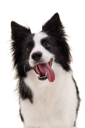 Border Collie 1e11422a B565 4ce9 9eae D2985ee8dd12