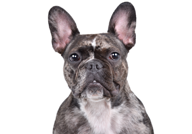 Bouledogue Francais 62efbbbc 17a6 4100 A294 84fb7fccee14