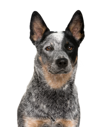 Bouvier Australien Db09257e 4c9c 47a8 80cd F3ef17f0d417