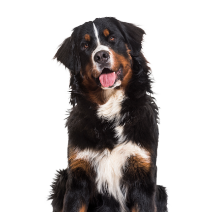 Bouvier Bernois 6b4e95a0 9c66 4d30 Ac76 218c1ee7d9cc