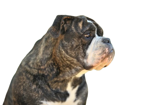 Bulldog Continental Dit Conti 2 Removebg Preview