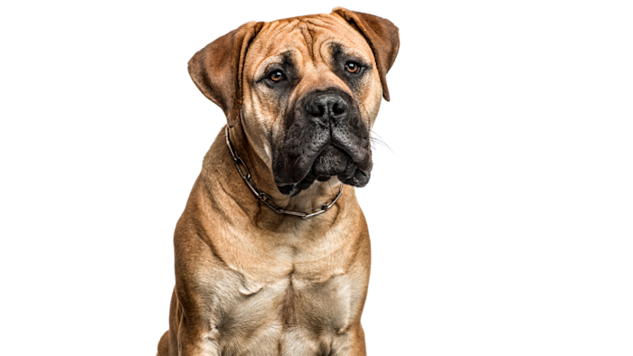 Bullmastiff Visu Blocs LP 2