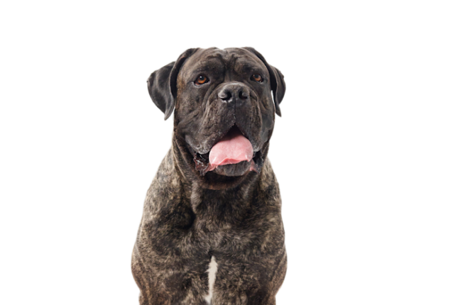 Cane Corso 0560da46 3cd2 4c93 B9e3 314ffa9e93ba