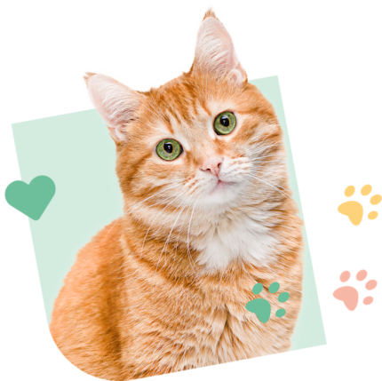 Cat_Visual_Green