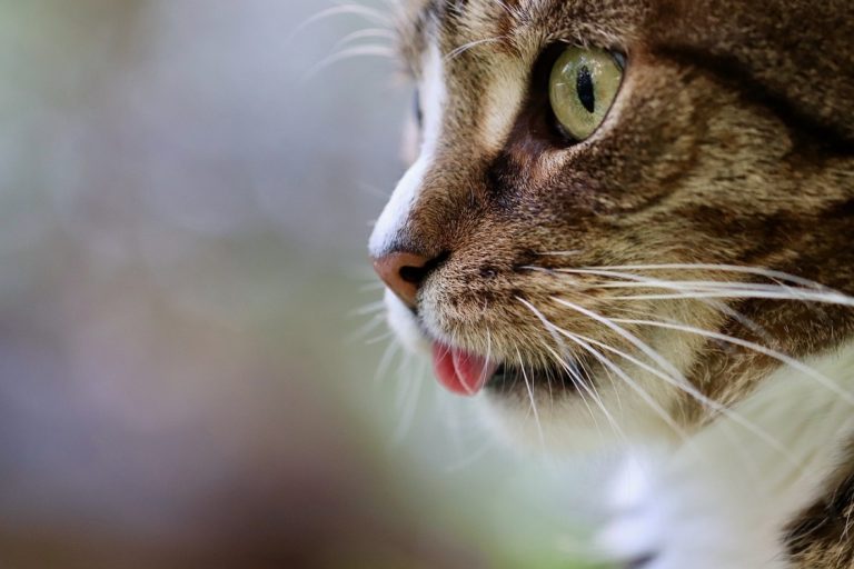 Chat qui bave : pourquoi et que faut-il faire ?