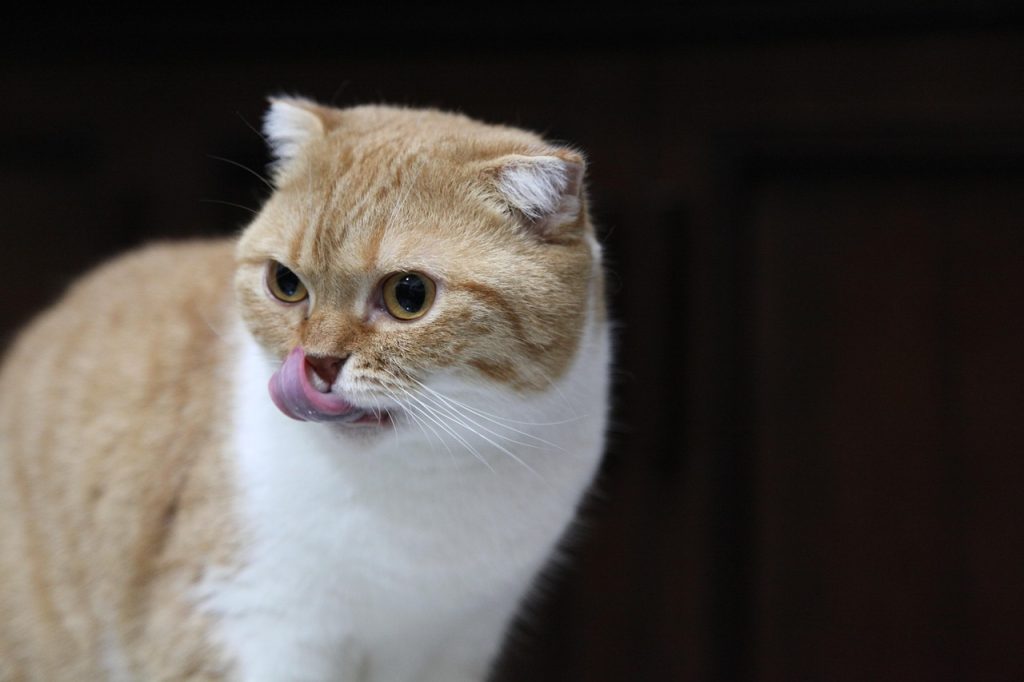chat qui se lèche le museau
