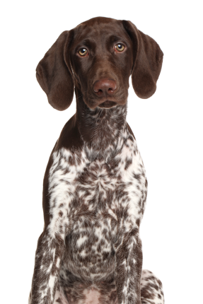 Deutsch Drahthaar Jagdhunde 227485cd D912 45c2 9c29 08c5baa92a30