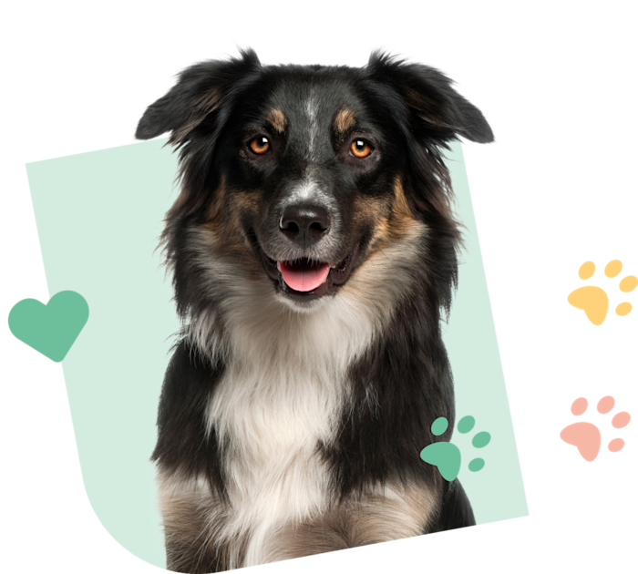 Dog Visual Green 1