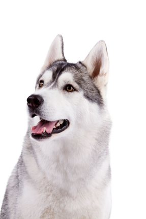Husky Siberien 8c4081b8 Fa81 4674 Ac32 C5ed75982b3d