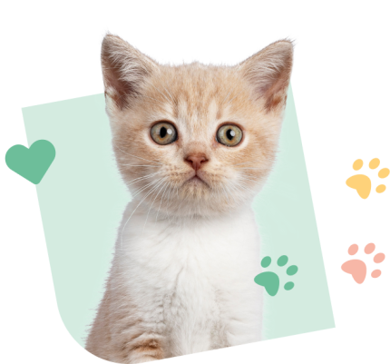 Kitty_Visual_Green