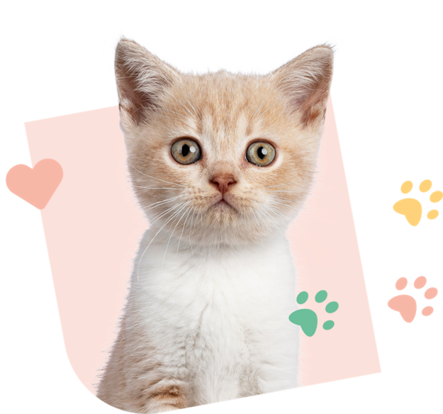Kitty_Visual_Pink_Offre_Chaton