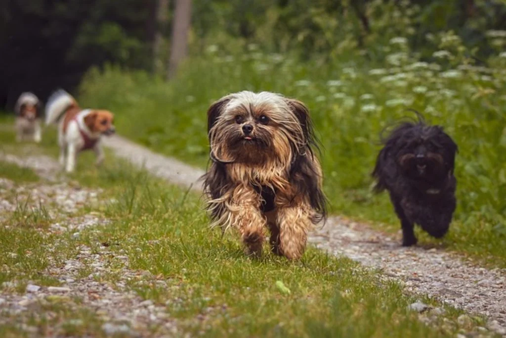 Petits chiens