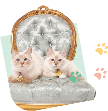 ReclamationChat_Visual_Green_cat