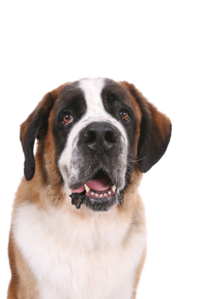 Saint Bernard 6af3f822 B952 4252 A86a 21aa3e08d8b8
